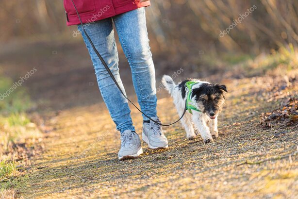 Hund geht aufmerksam und locker an der Leine neben seiner Halterin