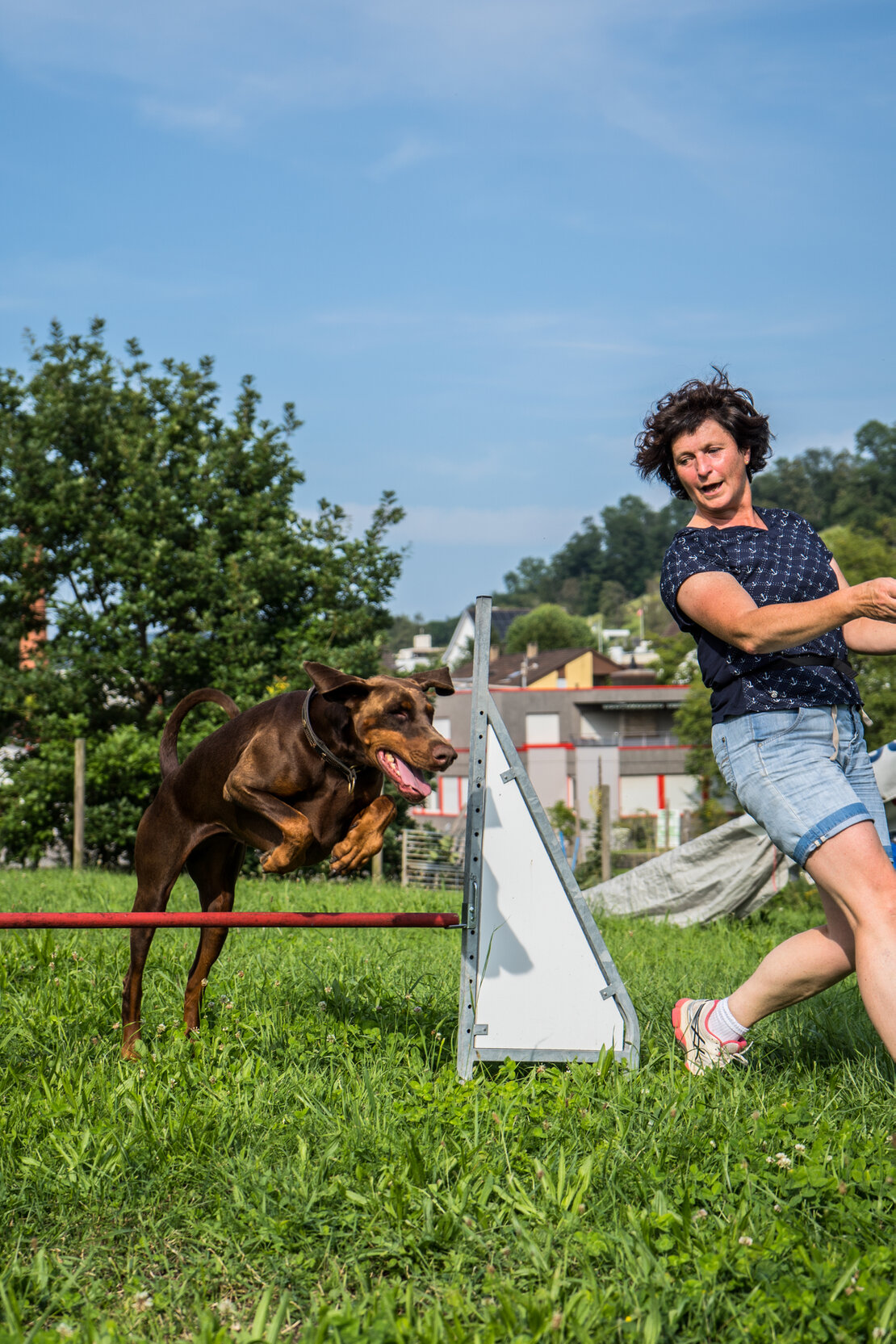 Hund springt über ein Agility-Hindernis in einer Halle