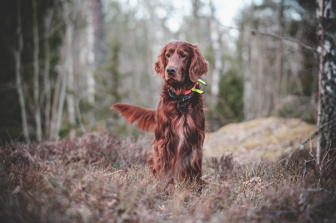 Hundetrainerin im Beratungsgespräch mit Hundehalterin